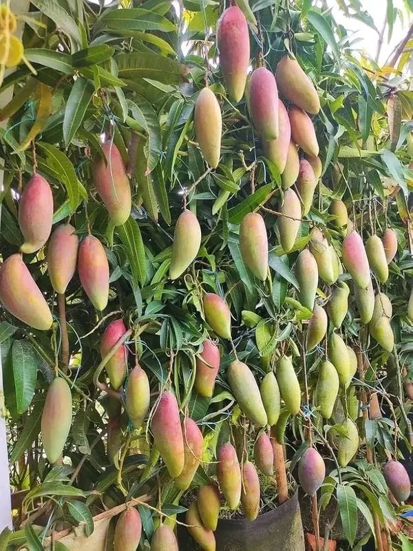 Thai_Banana_Mango_Plant_(Hybrid_And_Grafted)