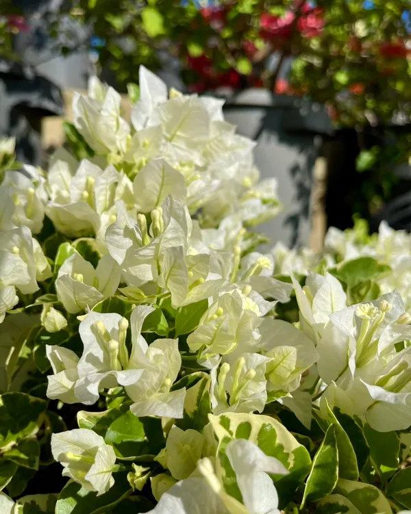 Eva_White_Bougainvillea_Plant_For_Gardening