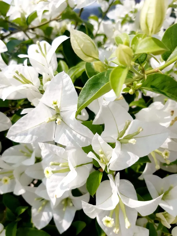 Eva_White_Bougainvillea_Plant_For_Gardening