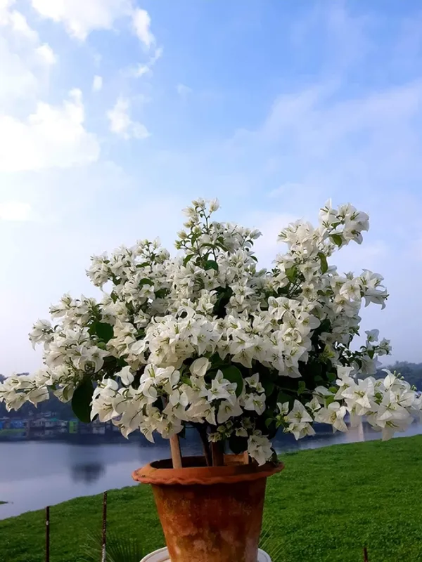 Eva_White_Bougainvillea_Plant_For_Gardening