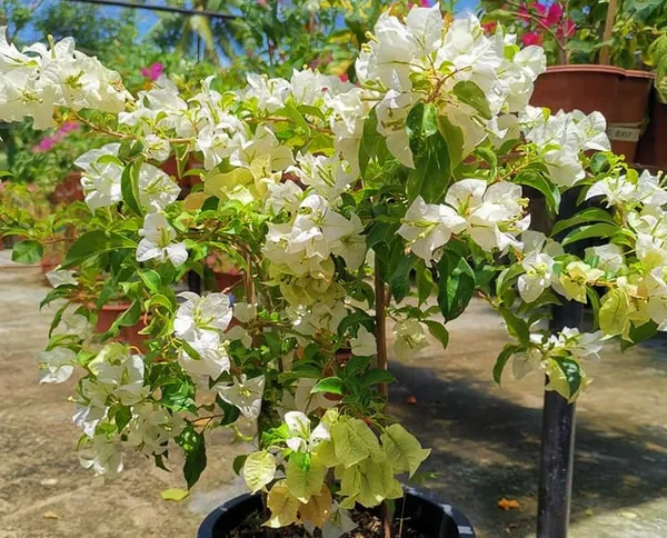 Cendai_White_Bougainvillea_Plant_For_Gardening