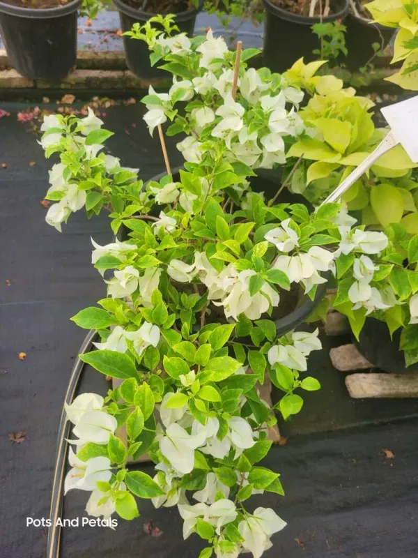 Cendai_White_Bougainvillea_Plant_For_Gardening