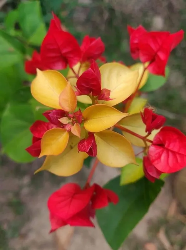 Royal_Dauphine_Bougainvillea_Plant_For_Gardening
