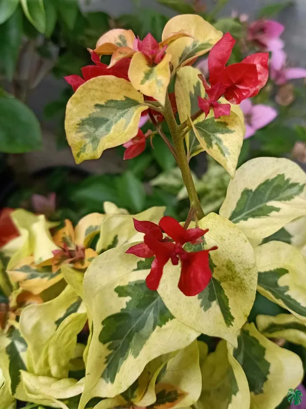 Royal_Dauphine_Bougainvillea_Plant_For_Gardening