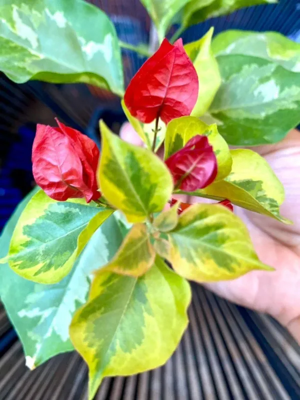 Royal_Dauphine_Bougainvillea_Plant_For_Gardening