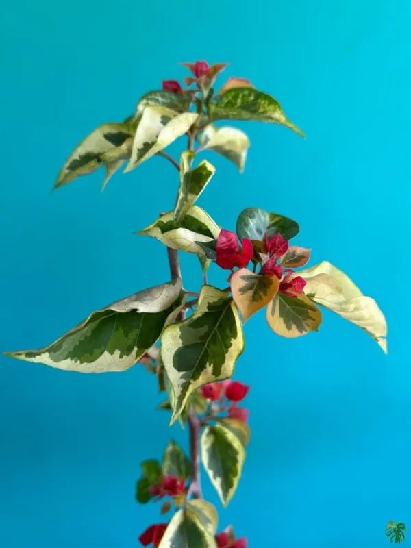 Royal_Dauphine_Bougainvillea_Plant_For_Gardening