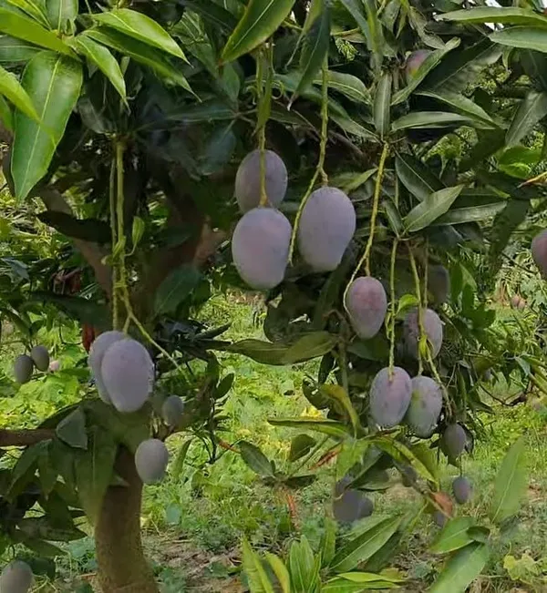 Ambika_Mango_Plant