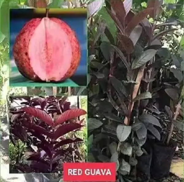 Red-Malaysian-Guava-Amrood-Layering-Grafted-Fruit-Live-Plant