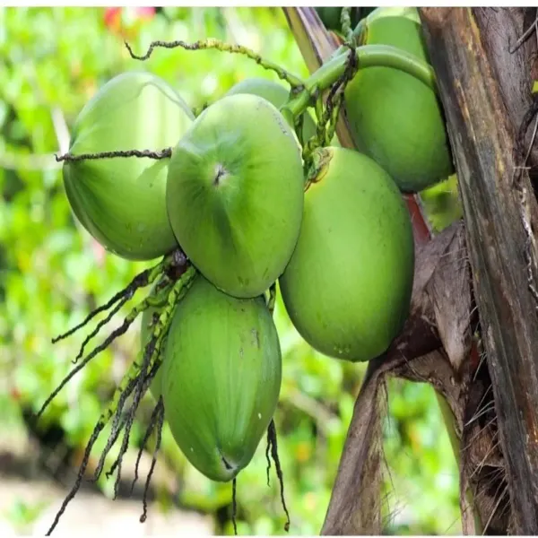 D-X-T-Coconut-Nariyal-Hybrid-Dwarf-Fruit-Live-Plant