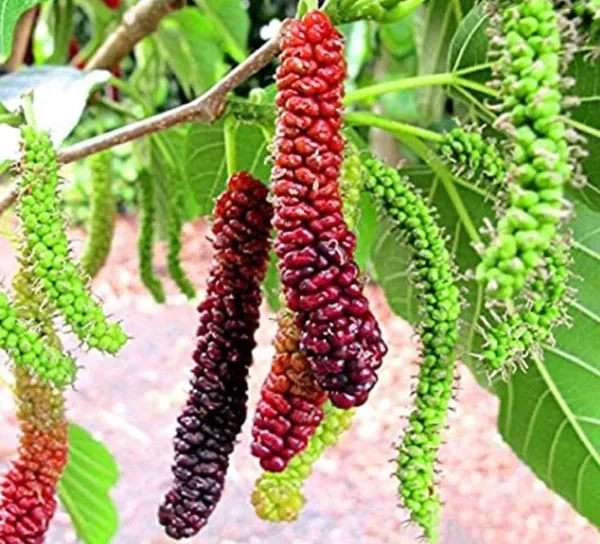 Long_Mulberry_Plant