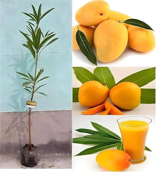Keshari_Mango_Plant_(Hybrid_And_Grafted)