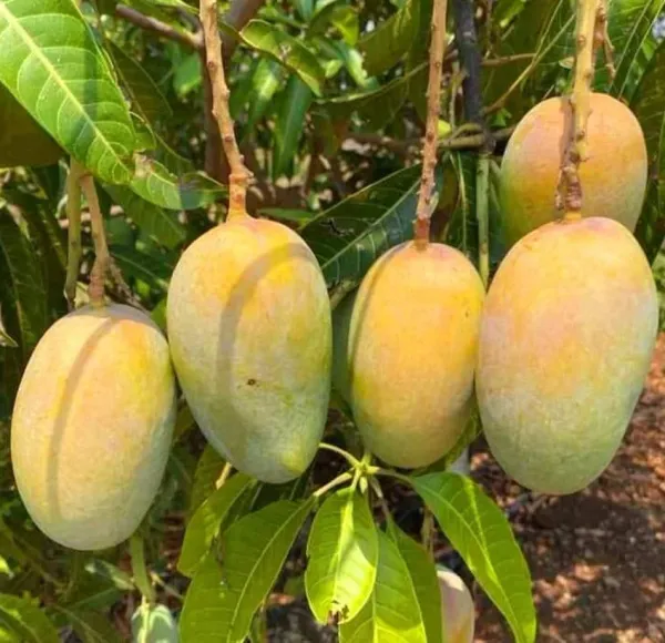 Keshari_Mango_Plant_(Hybrid_And_Grafted)