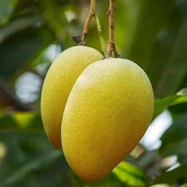 Keshari_Mango_Plant_(Hybrid_And_Grafted)