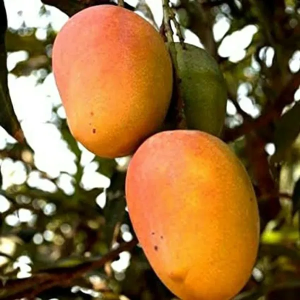 Keshari_Mango_Plant_(Hybrid_And_Grafted)
