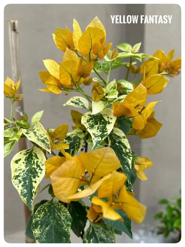 Yellow_Fantasy_Bougainvillea_Plant_For_Gardening