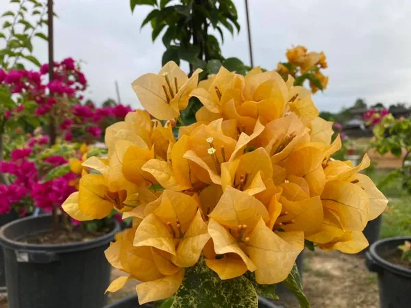 Yellow_Fantasy_Bougainvillea_Plant_For_Gardening