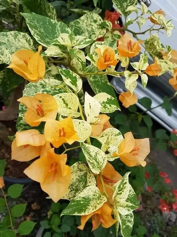Yellow_Fantasy_Bougainvillea_Plant_For_Gardening