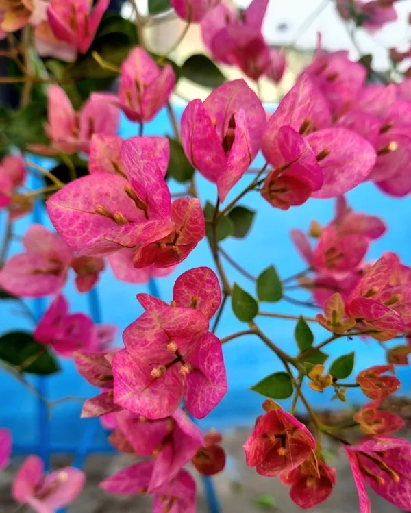 Ladybird_Batik_Bougainvillea_Plant_For_Gardening