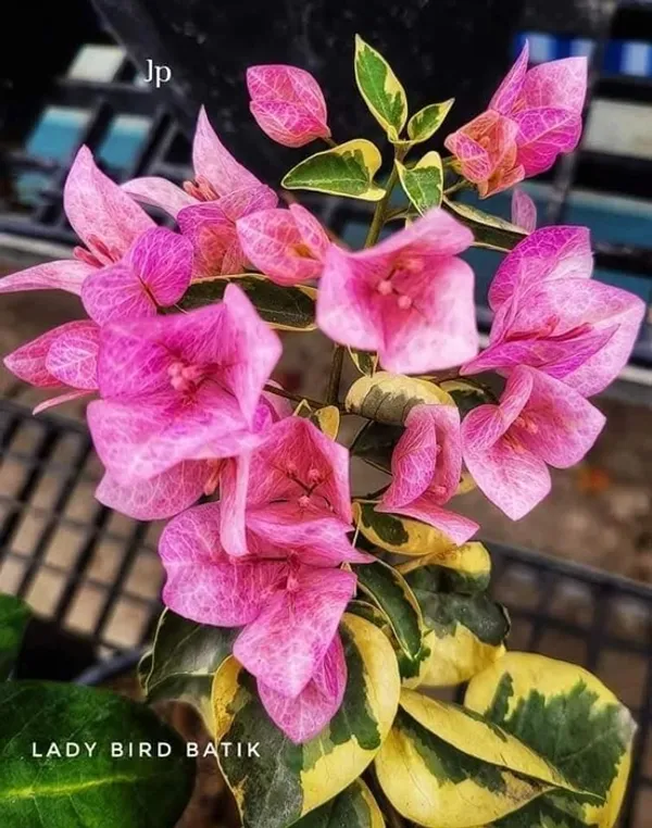 Ladybird_Batik_Bougainvillea_Plant_For_Gardening