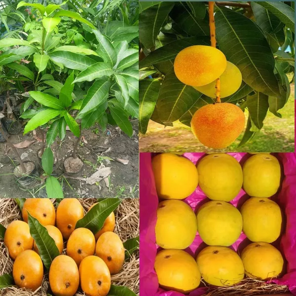 Hapus_Mango_Plant_(Hybrid_And_Grafted)