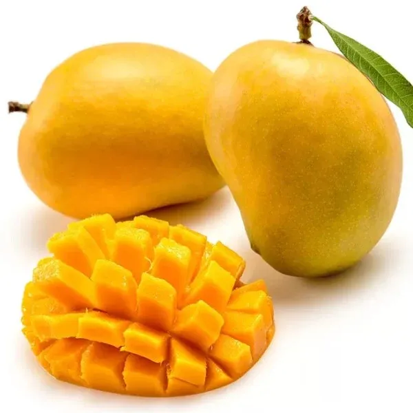 Hapus_Mango_Plant_(Hybrid_And_Grafted)