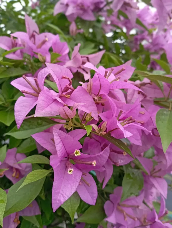 Lilac_Bougainvillea_Plant_For_Gardening