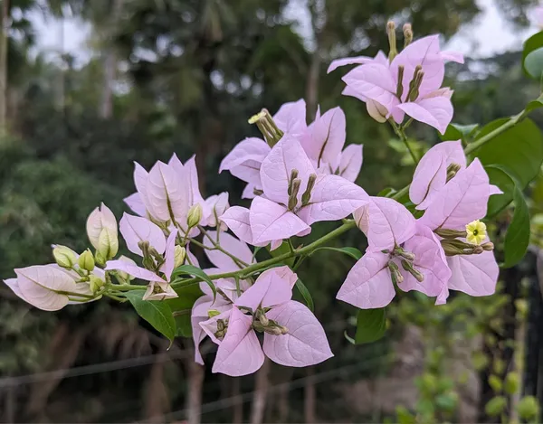 Lilac_Bougainvillea_Plant_For_Gardening