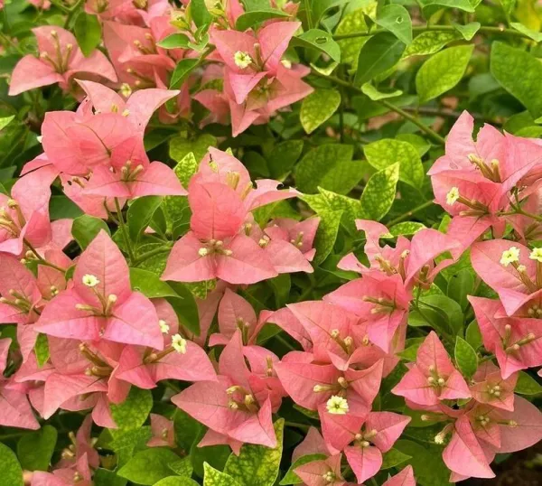 Kayata_Bonnie_Bougainvillea_Plant_For_Gardening