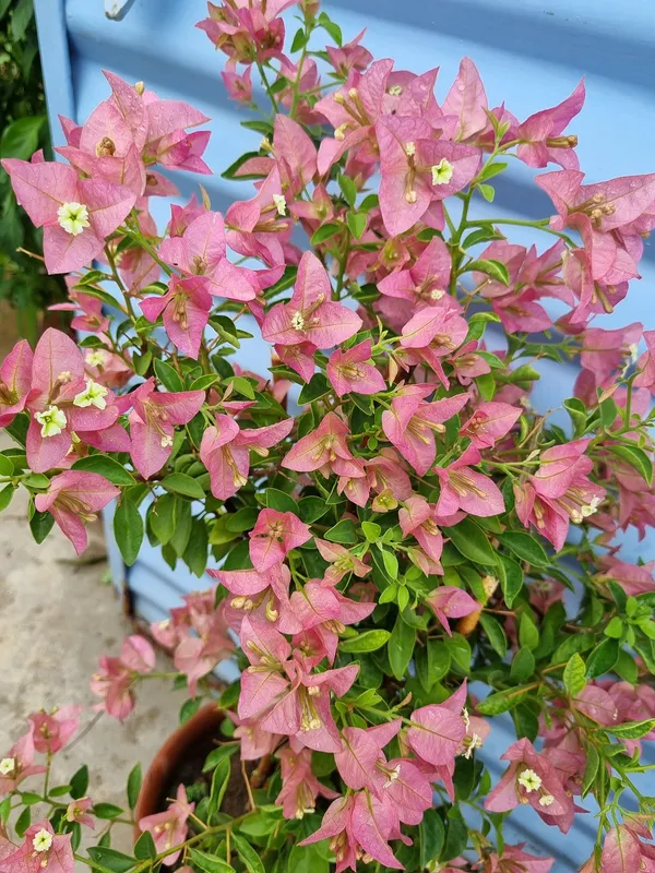 Kayata_Bonnie_Bougainvillea_Plant_For_Gardening