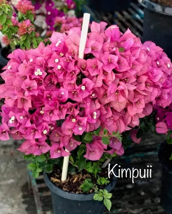Kimpui_Bougainvillea_Plant_For_Gardening