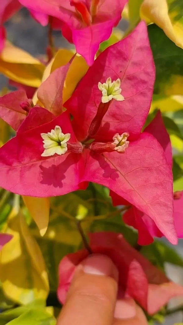 Golden_Pedro_Bougainvillea_Plant_For_Gardening
