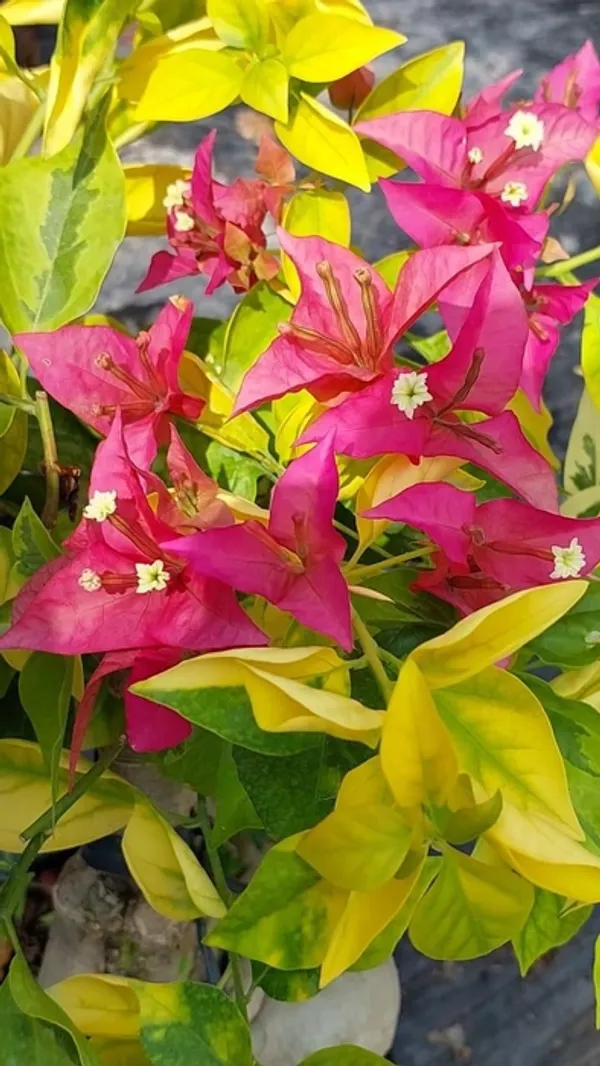 Golden_Pedro_Bougainvillea_Plant_For_Gardening