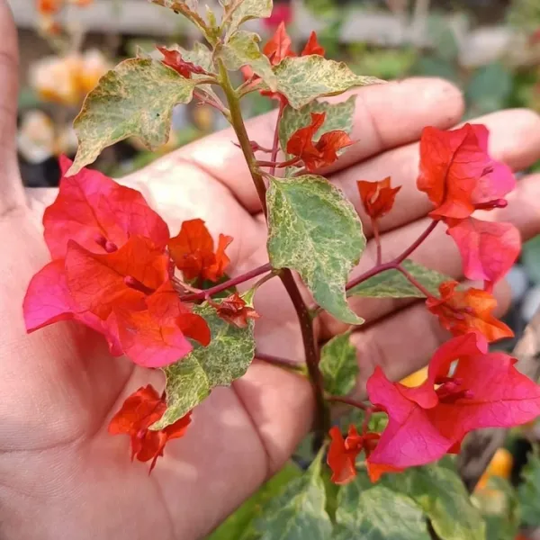Tiger_Partha_Bougainvillea_Plant_For_Gardening