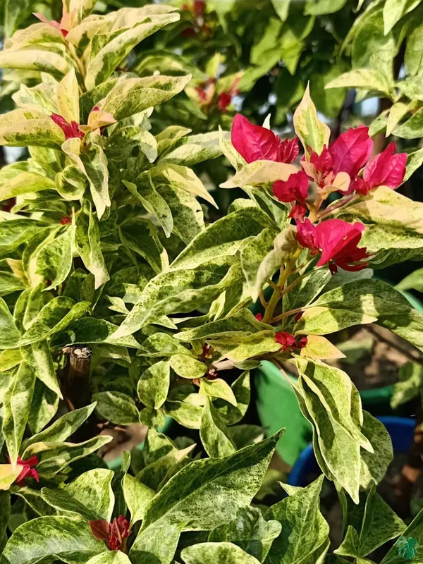 Tiger_Partha_Bougainvillea_Plant_For_Gardening