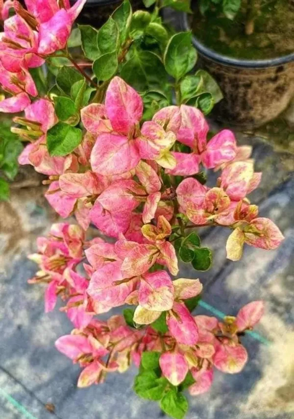 Black_Monalisa_Bougainvillea_Plant_For_Gardening