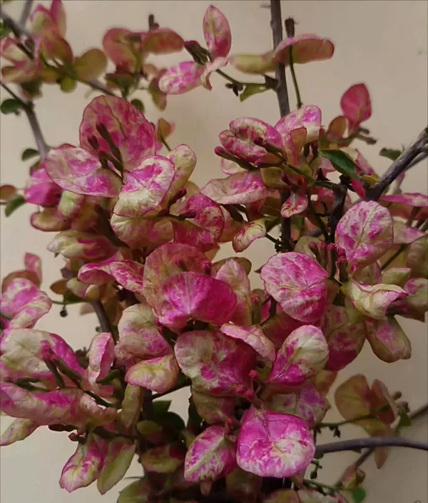 Black_Monalisa_Bougainvillea_Plant_For_Gardening