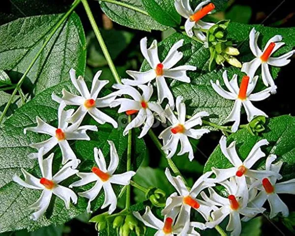 Imported_Parijat_(Harsingar)_Night_Blooming_Jasmine_Plant_–_All_Season_Fragrant_Flower_Plant