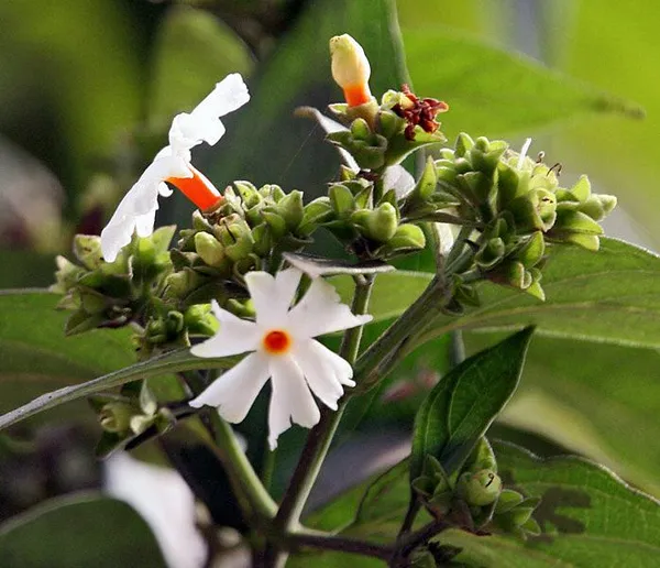 Imported_Parijat_(Harsingar)_Night_Blooming_Jasmine_Plant_–_All_Season_Fragrant_Flower_Plant