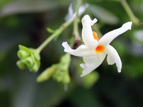 Imported_Parijat_(Harsingar)_Night_Blooming_Jasmine_Plant_–_All_Season_Fragrant_Flower_Plant