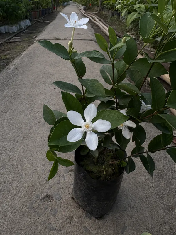 Bhutani_Aerometic_Jui_Plant