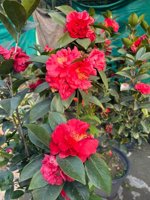 Chainese_Rose_Camelia_Red