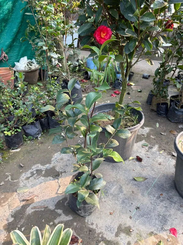 Chainese_Rose_Camelia_Red