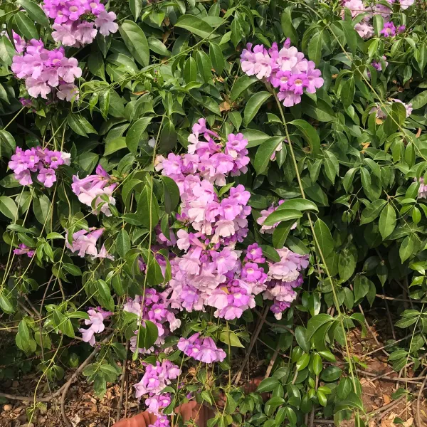 Garlic_Vine_Live_Plant