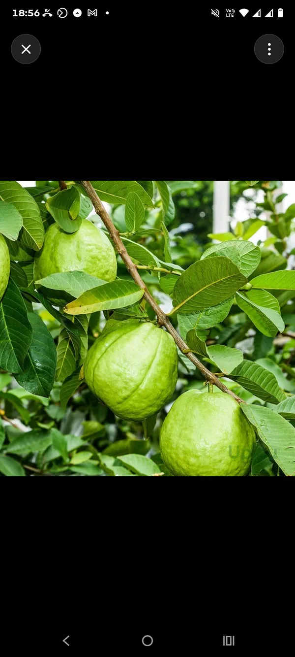 Taiwan_Pink_Guava_Plant_|_Grafted_and_Hybrid_Plants