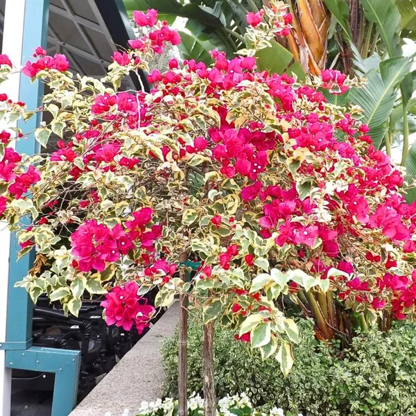 Imported_Variegated_Pink_Bougainvillea_Ornamental_Plant