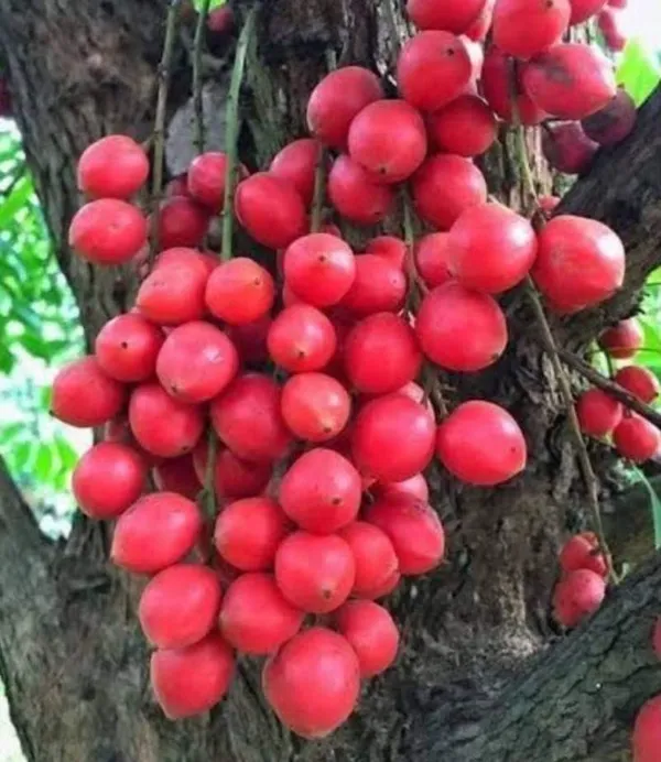 Motty_Fruit_Live_Plant