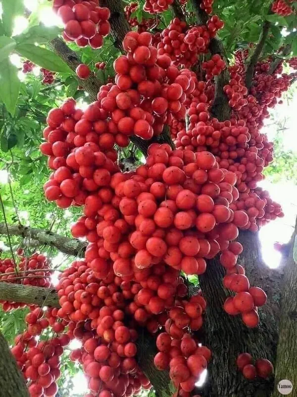 Motty_Fruit_Live_Plant