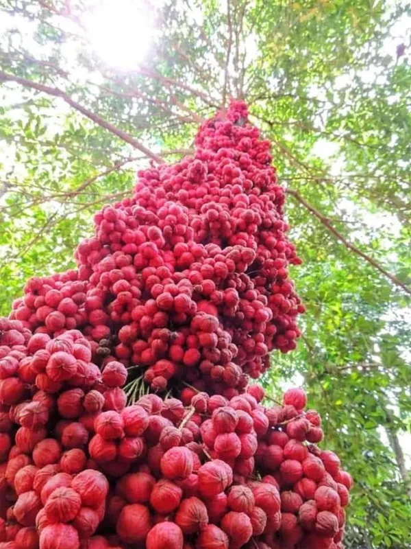 Motty_Fruit_Live_Plant