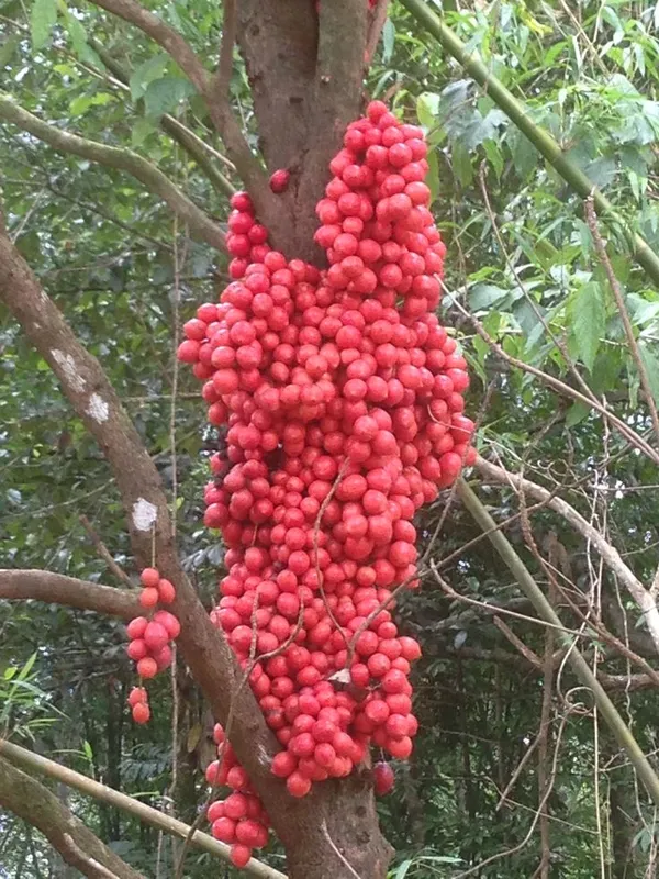 Motty_Fruit_Live_Plant