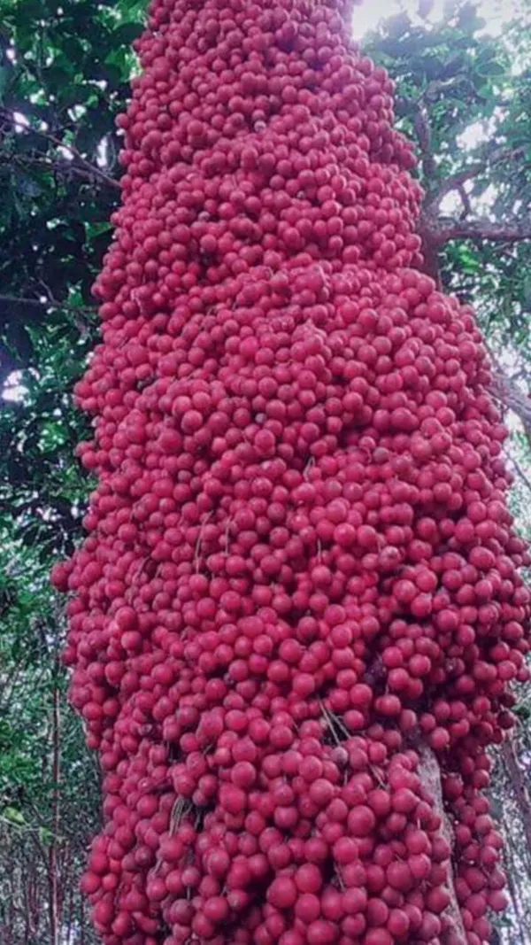 Motty_Fruit_Live_Plant